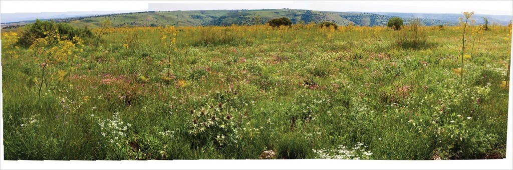 Wildflowers in the Galil