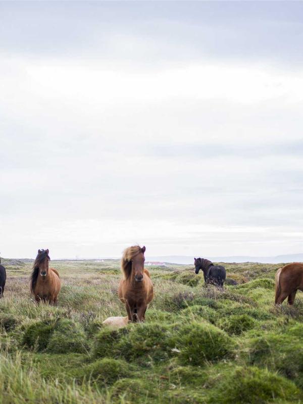 Mucho hay que chupar. (There is plenty to suck.)